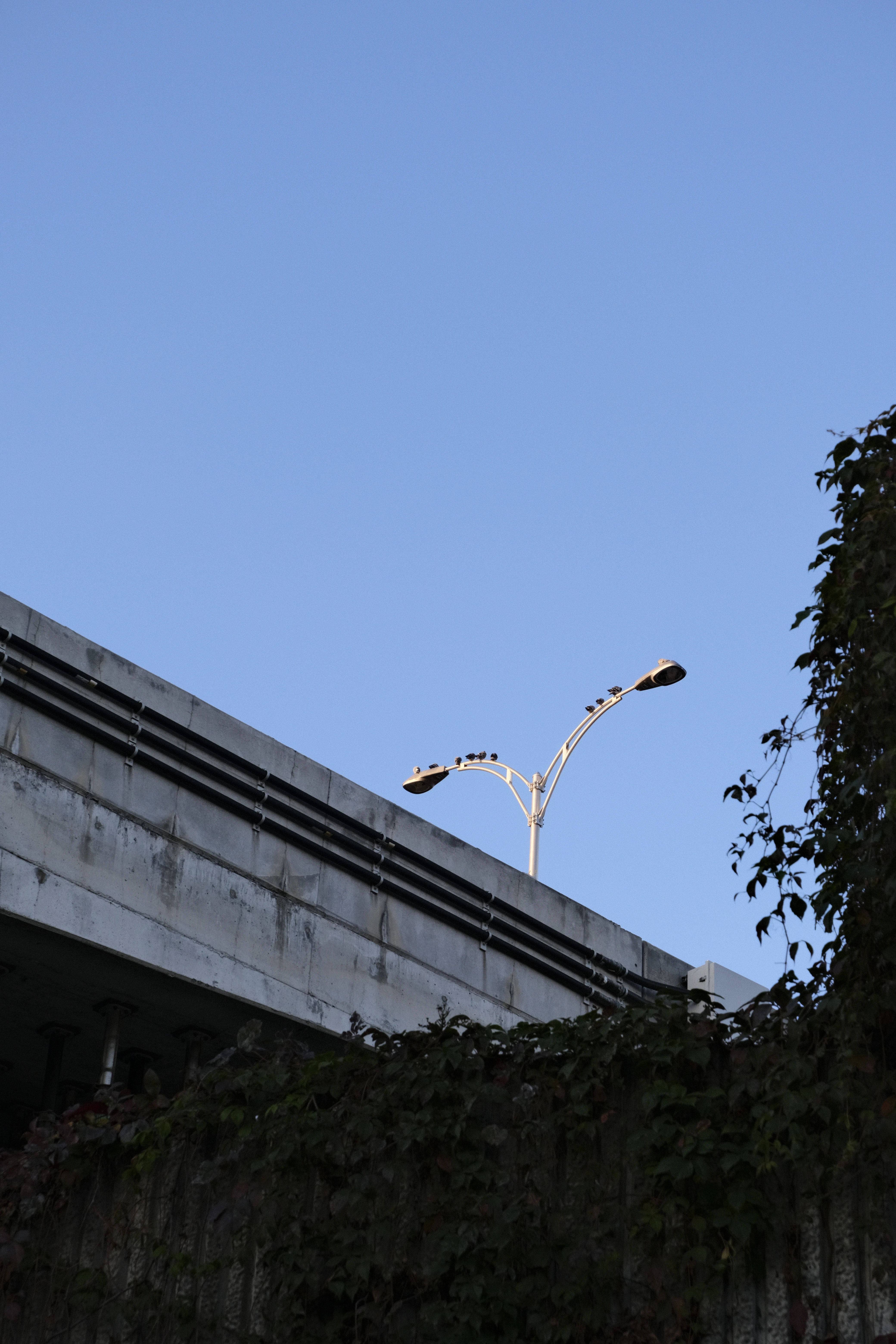 A photo of a street lamp with birds perched on it, against a clear blue sky. There is a concrete overpass and a tree with green leaves in the background.