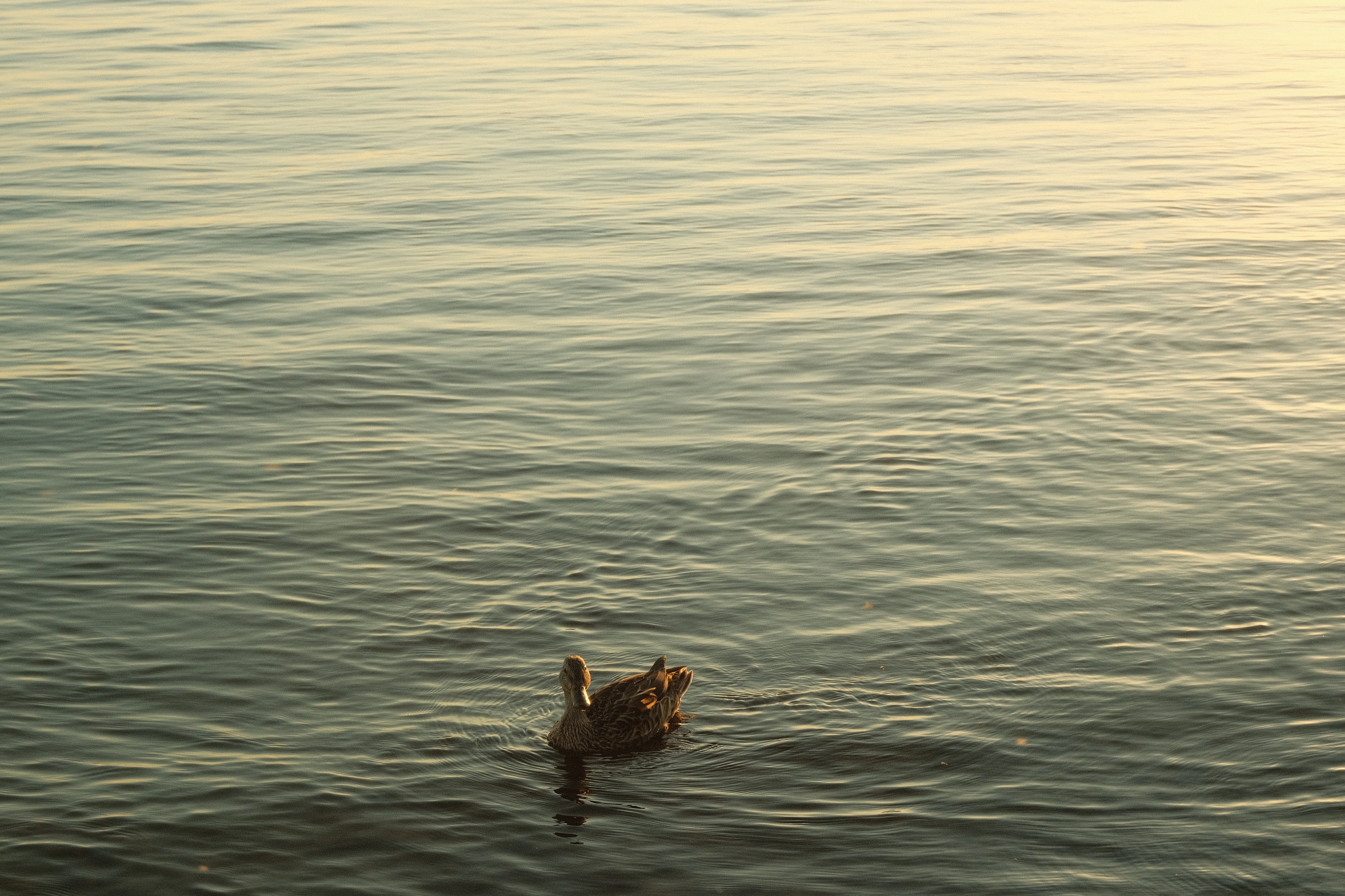 A photo of a duck dipping its head underwater in a calm lake, with the golden light of sunset reflecting on the water.