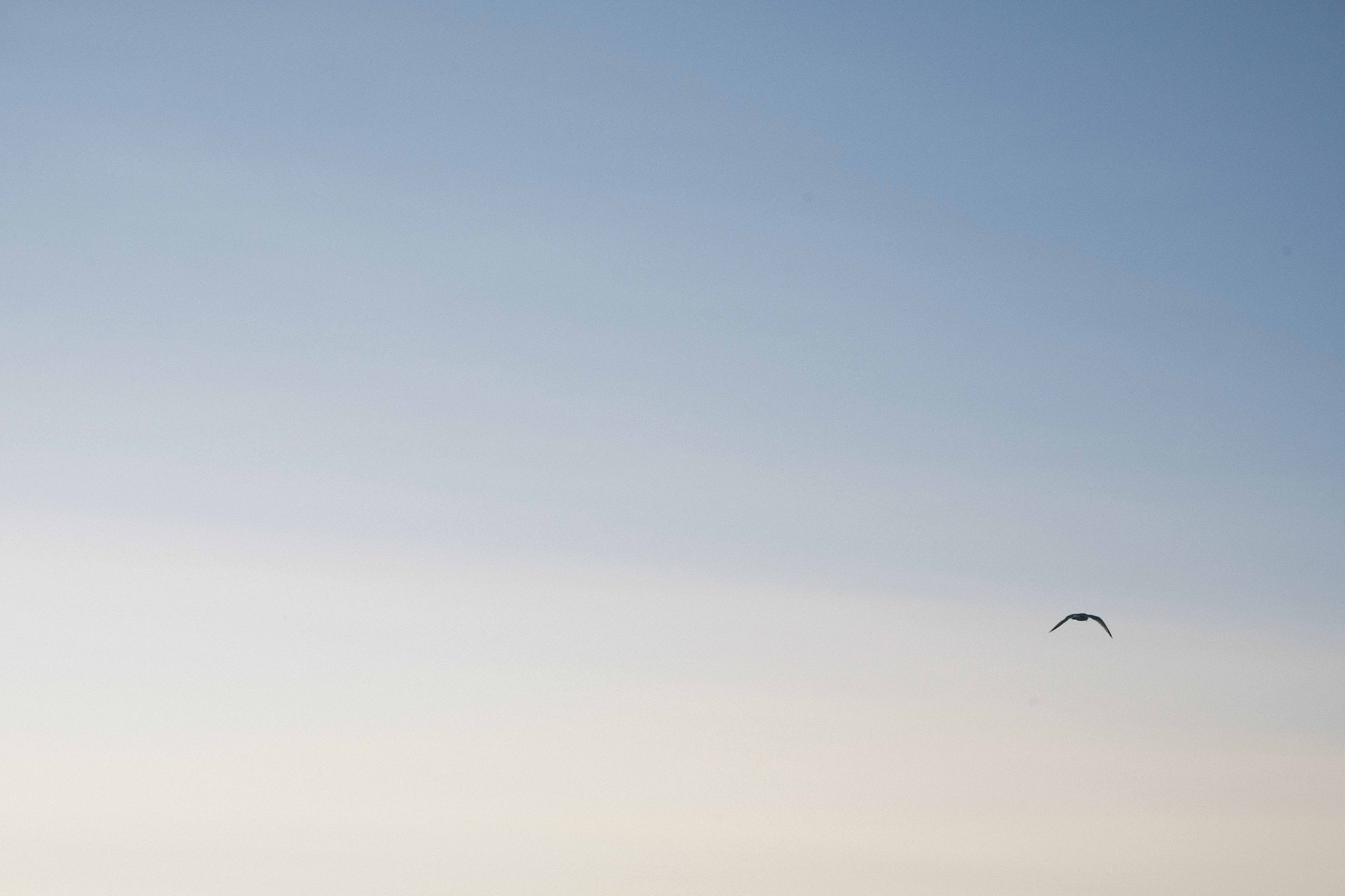 A photo of a clear blue sky with a single bird flying high above.