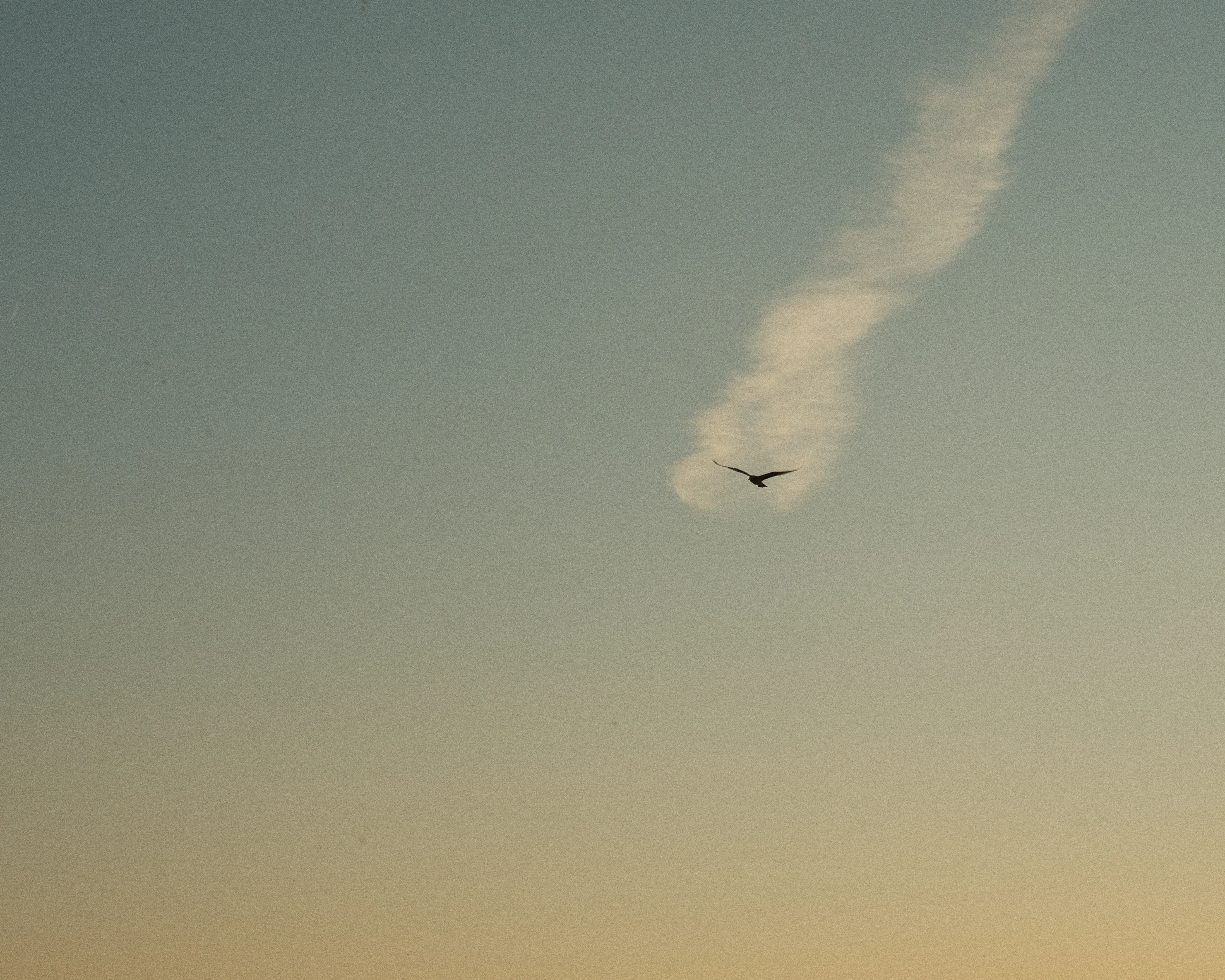 A bird is flying in a clear sky with a faint trail of clouds behind it. The sky is a gradient of blue and orange.