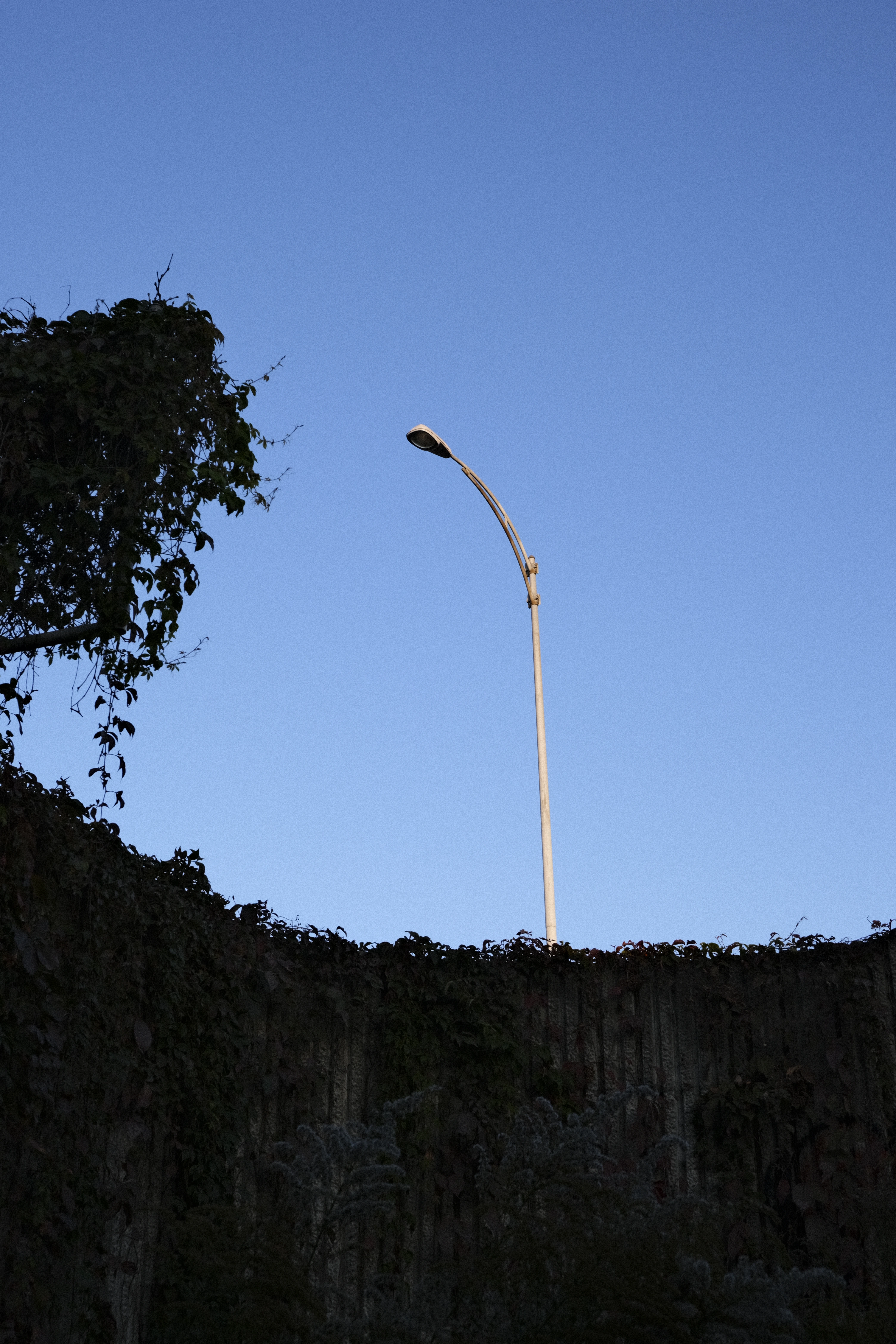 A photo of a single street lamp silhouetted against a clear blue sky. There is a tree on the left side of the image and a wall covered in ivy below the lamp.