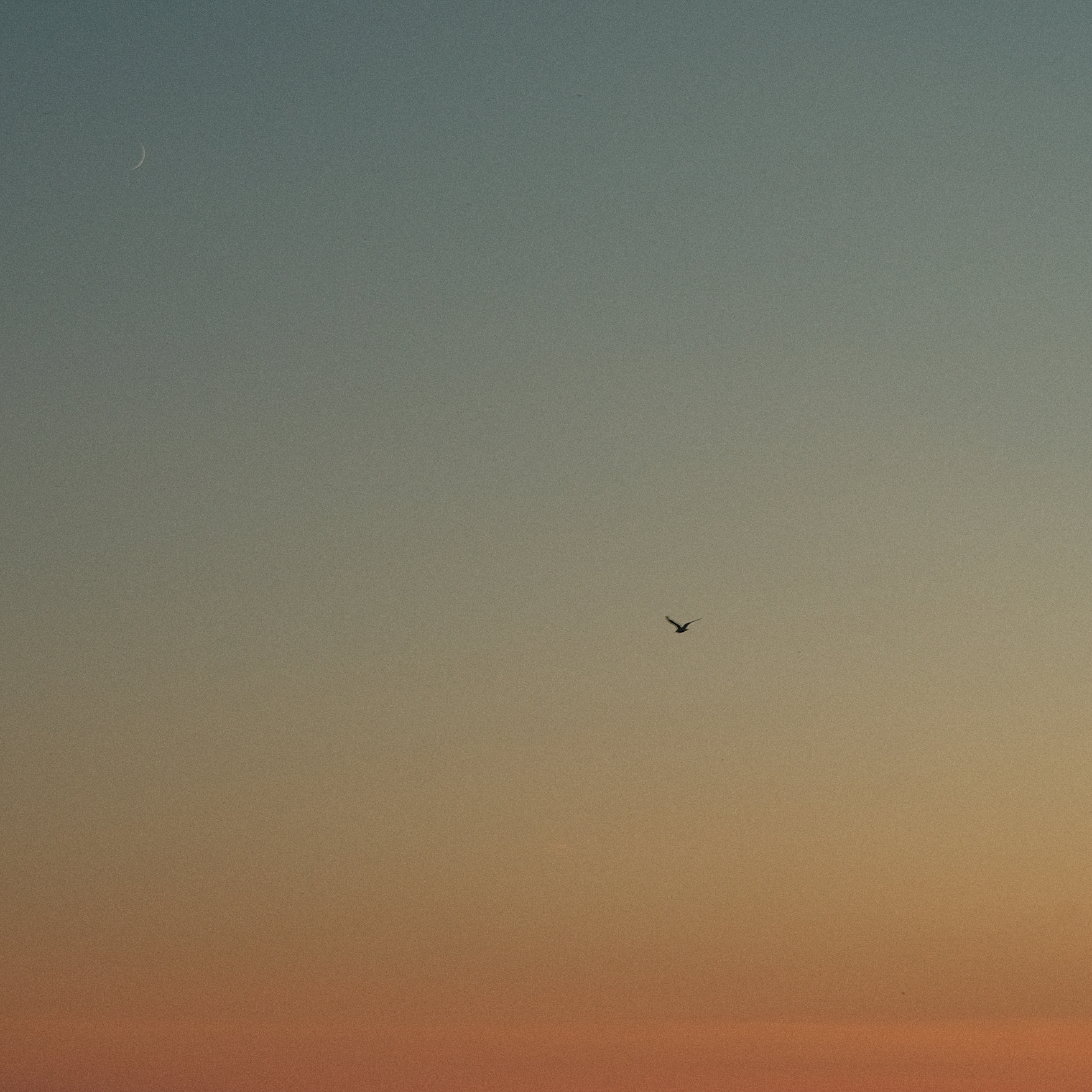 Bird Flying at Sunset