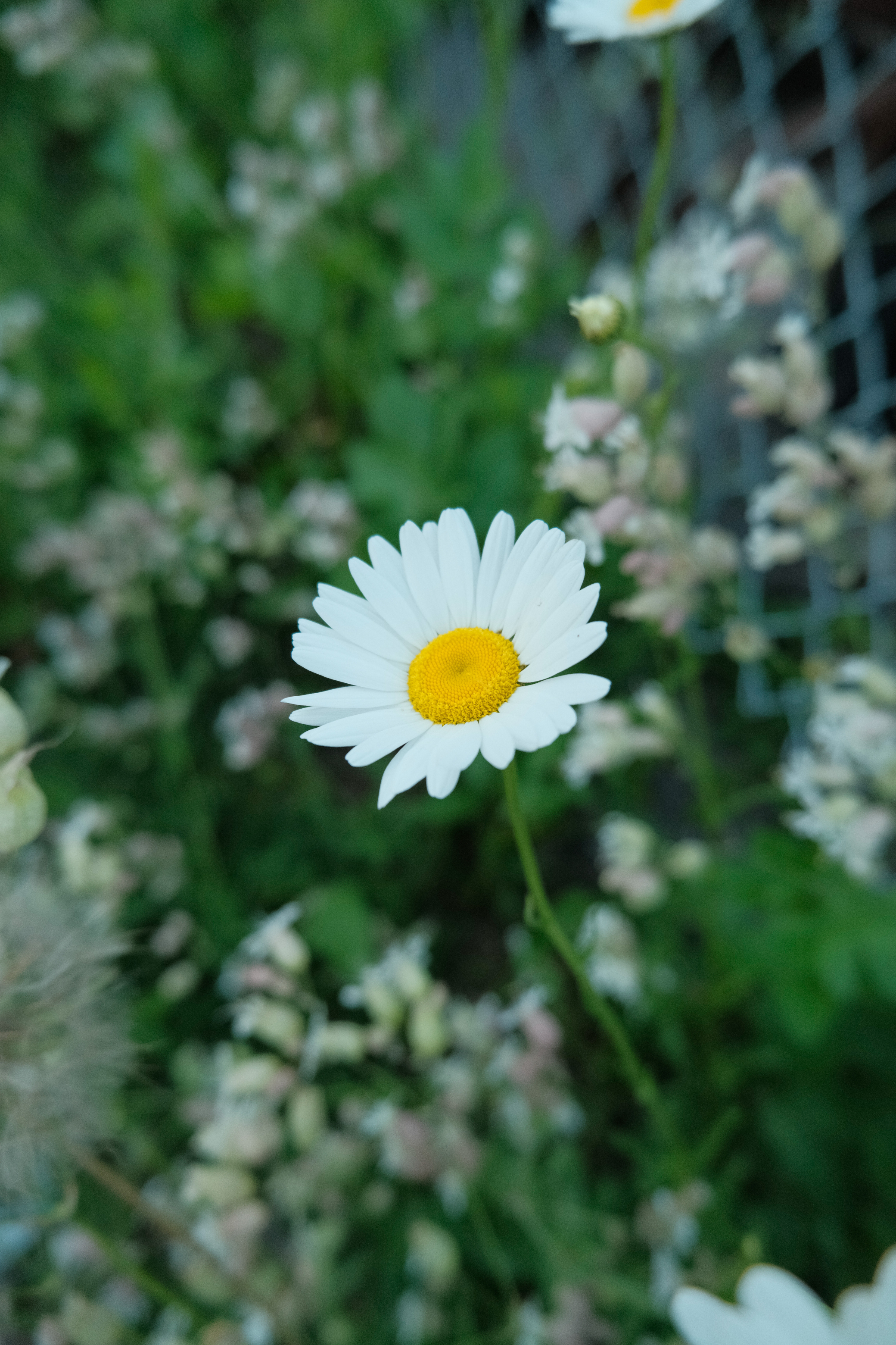 Single Daisy in Focus